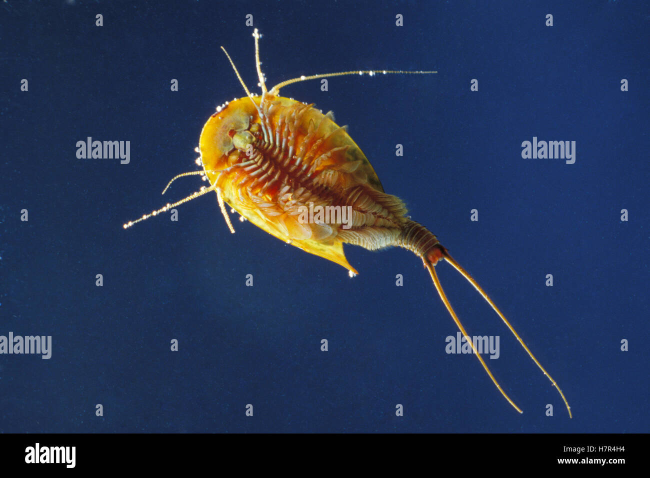 Tadpole Shrimp (Triops cancriformis) living fossil is oldest living ...
