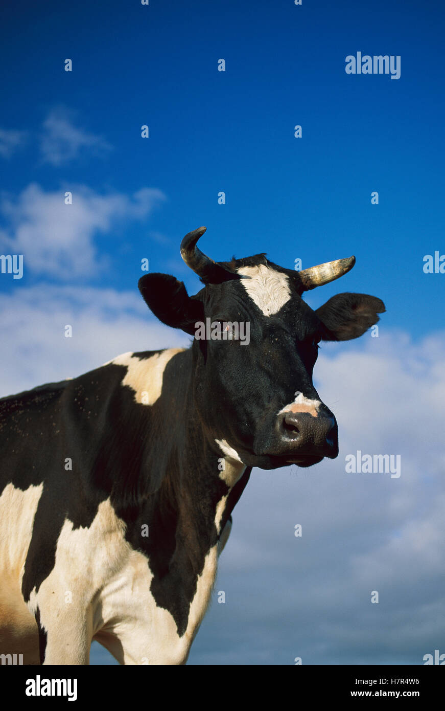 Domestic Cattle (Bos taurus) portrait, Europe Stock Photo