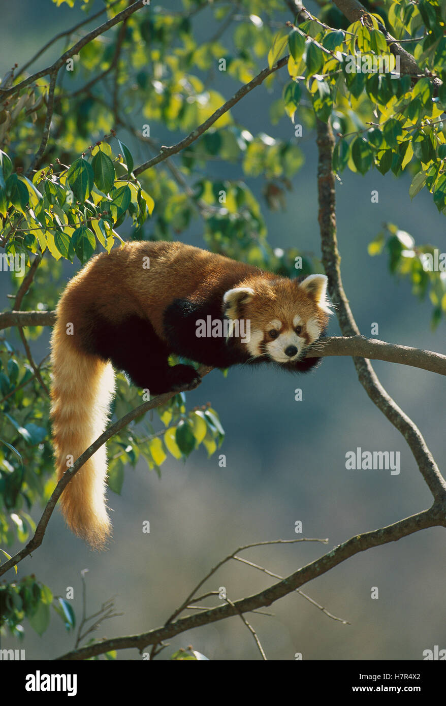 Lesser Panda (Ailurus fulgens) resting, China Stock Photo - Alamy
