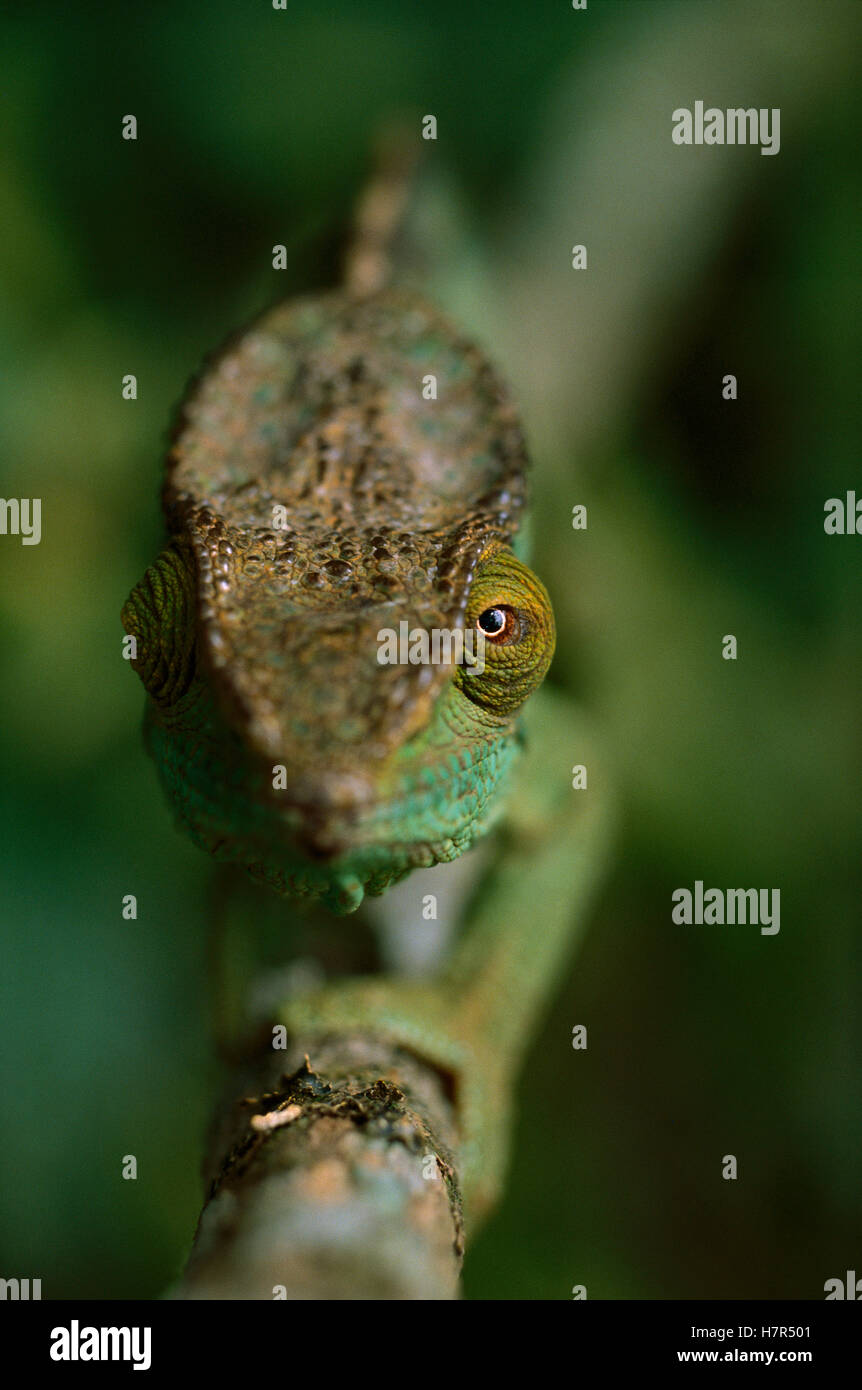 Parson's Chameleon (Calumma parsonii) portrait, Madagascar Stock Photo