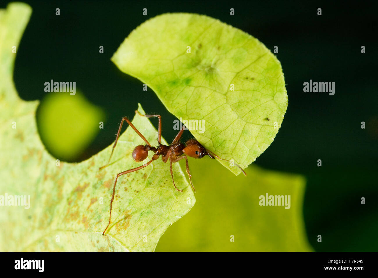 Leafcutter Ant (Atta cephalotes) ant carrying freshly cut leaf, Costa