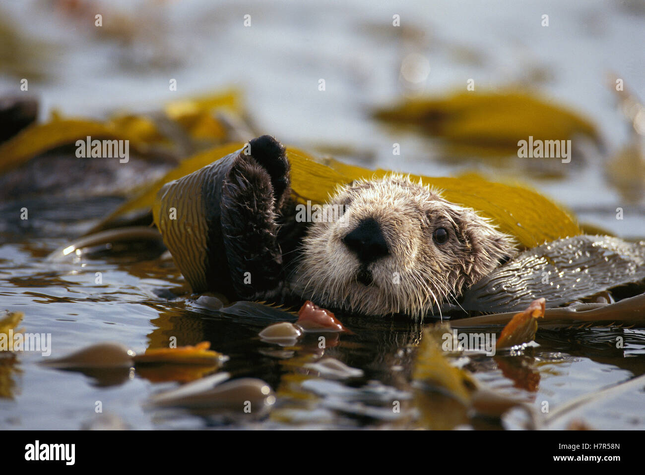 Sea Otter Enhydra Lutris Floating In Kelp Bed Northern Pacific Ocean sea-otter-enhydra-lutris-floating-in-kelp-bed-northern-pacific-ocean