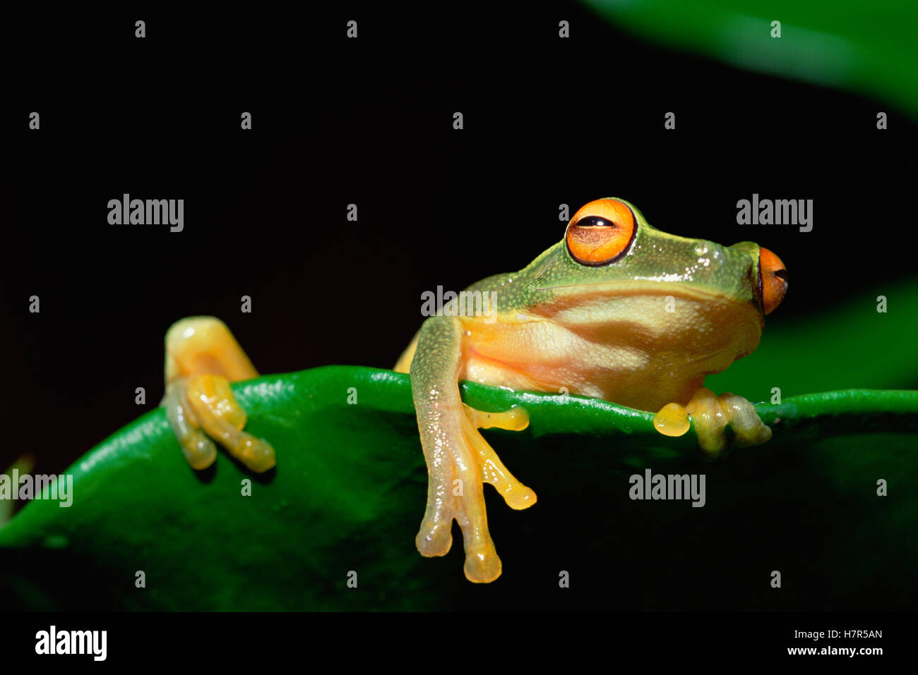 Australasian Tree Frog (Litoria sp) hanging over edge of leaf, Papua ...