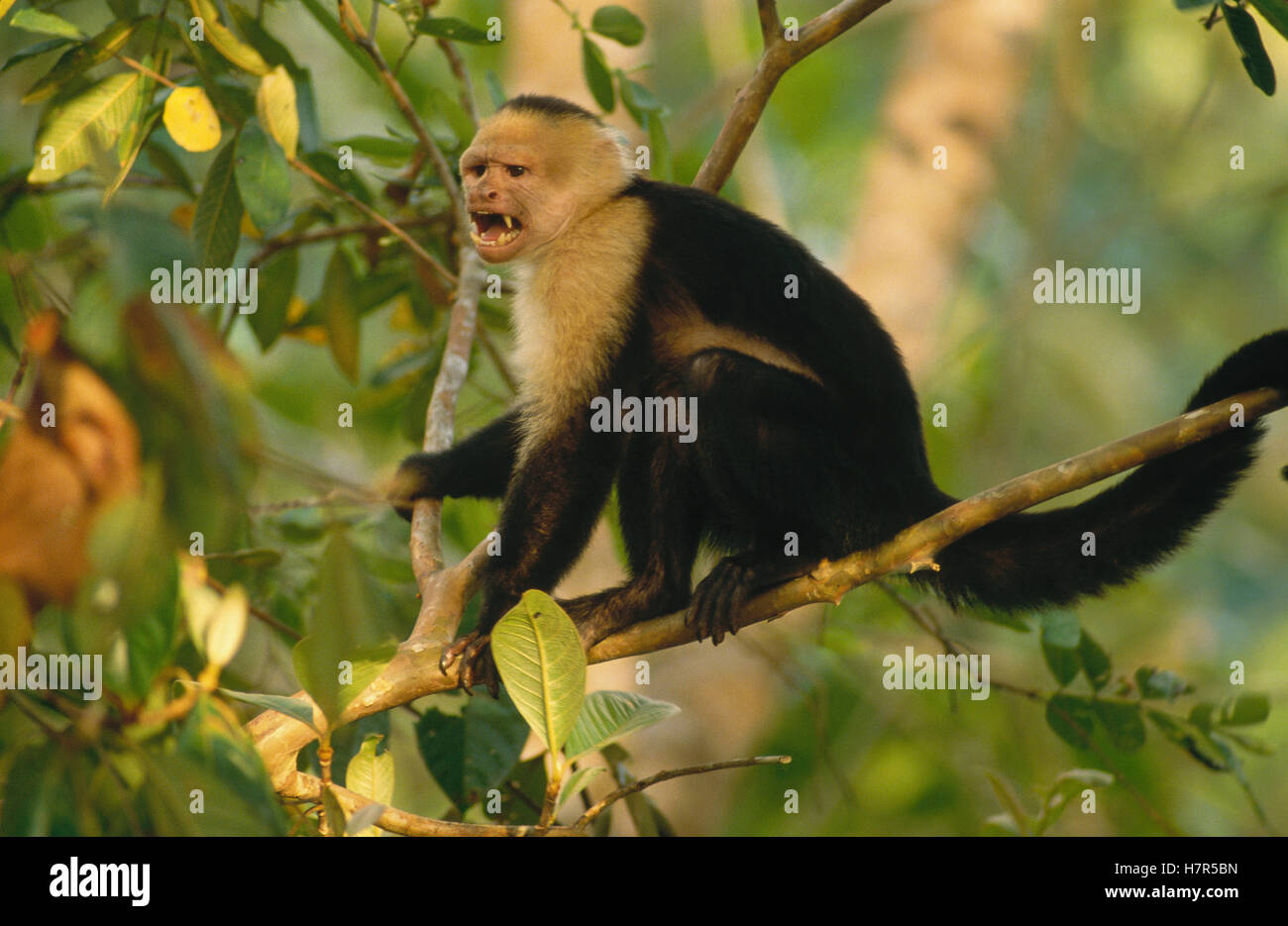 White-faced Capuchin (Cebus capucinus) monkey calling, Corcovado ...