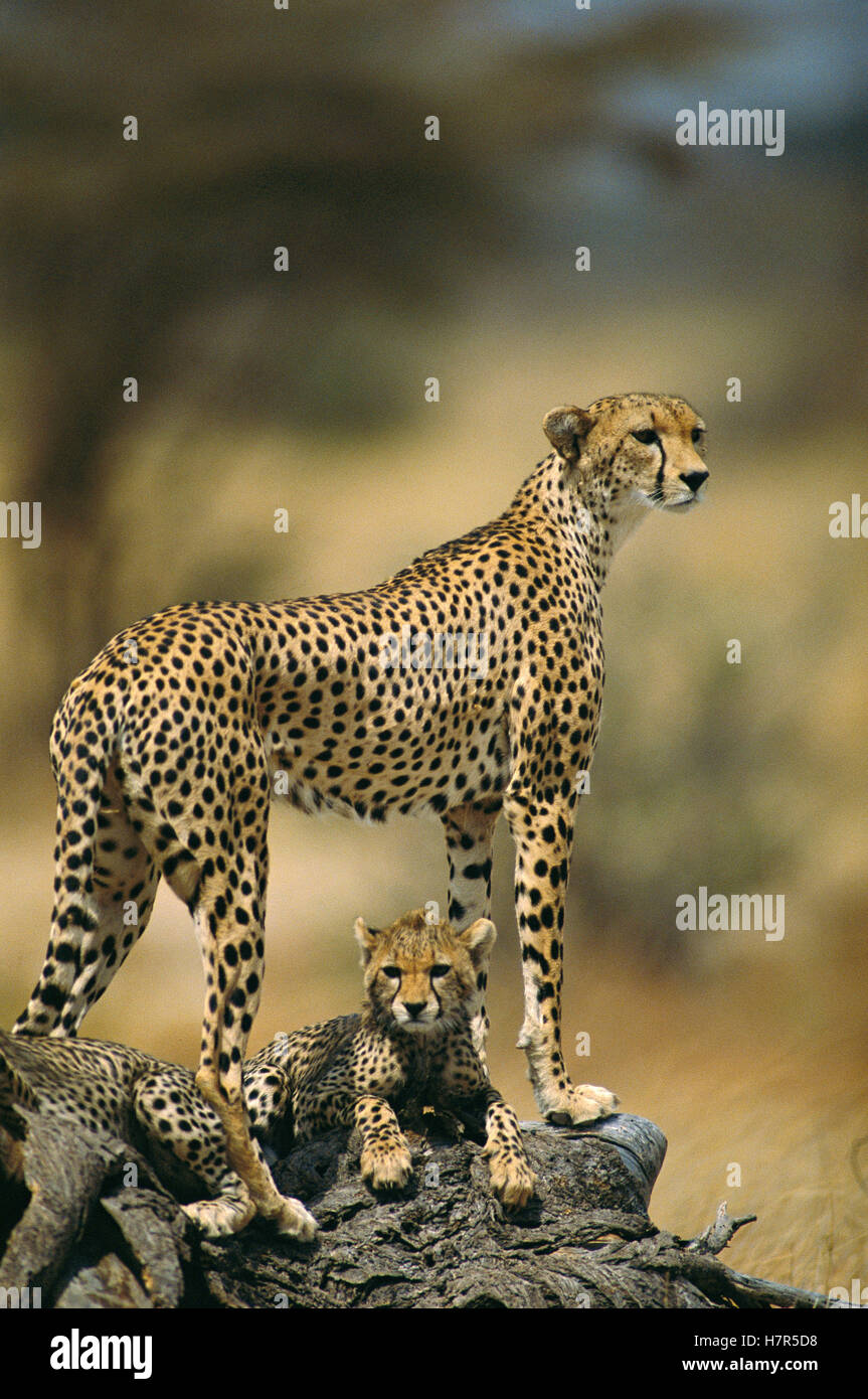 Cheetah (Acinonyx jubatus) mother with, adolescents, Samburu National Reserve, Kenya Stock Photo