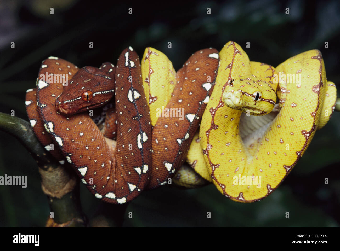 Green Tree Python (Chondropython viridis) two juveniles showing yellow ...