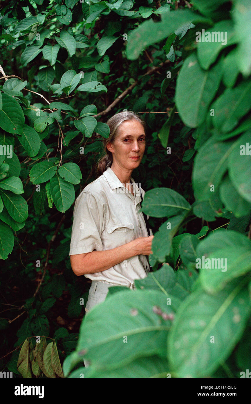 Jane Goodall Portrait Gombe Stream National Park Tanzania Stock Photo jane-goodall-portrait-gombe-stream-national-park-tanzania-stock-photo