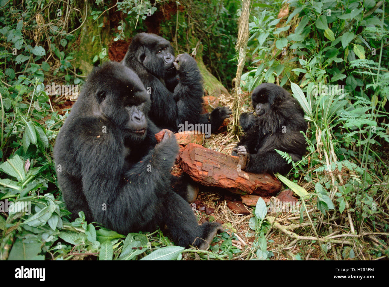 Mountain Gorilla (Gorilla gorilla beringei) group eating, Virunga ...