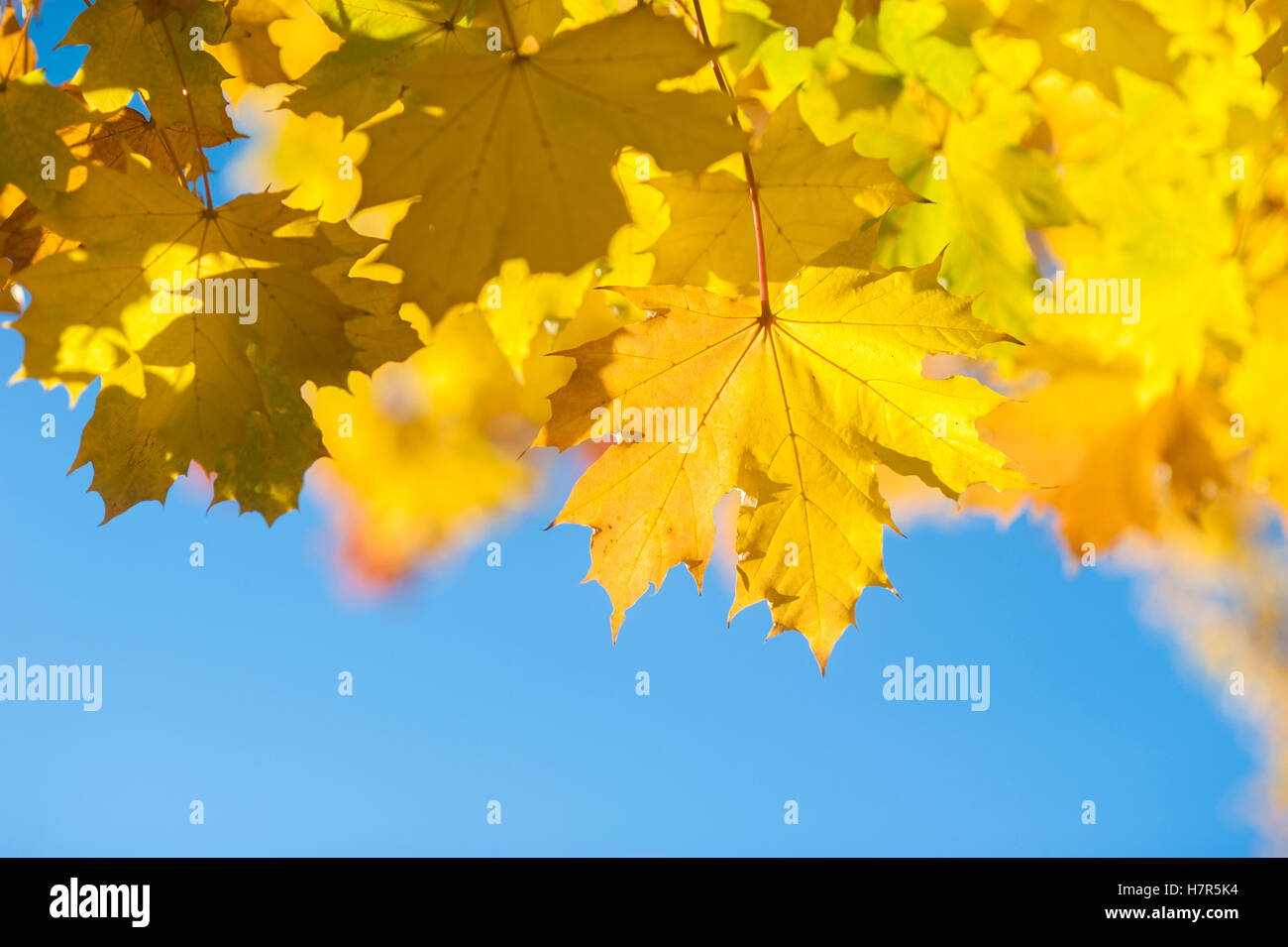 Bright and colourful Autumn leaves against a bright blue sky Stock ...