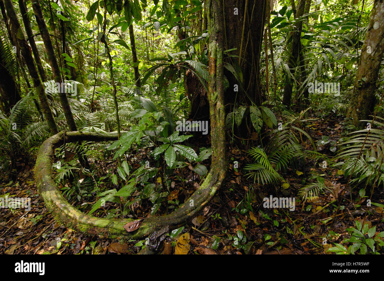 Rainforest Understory Layer Animals