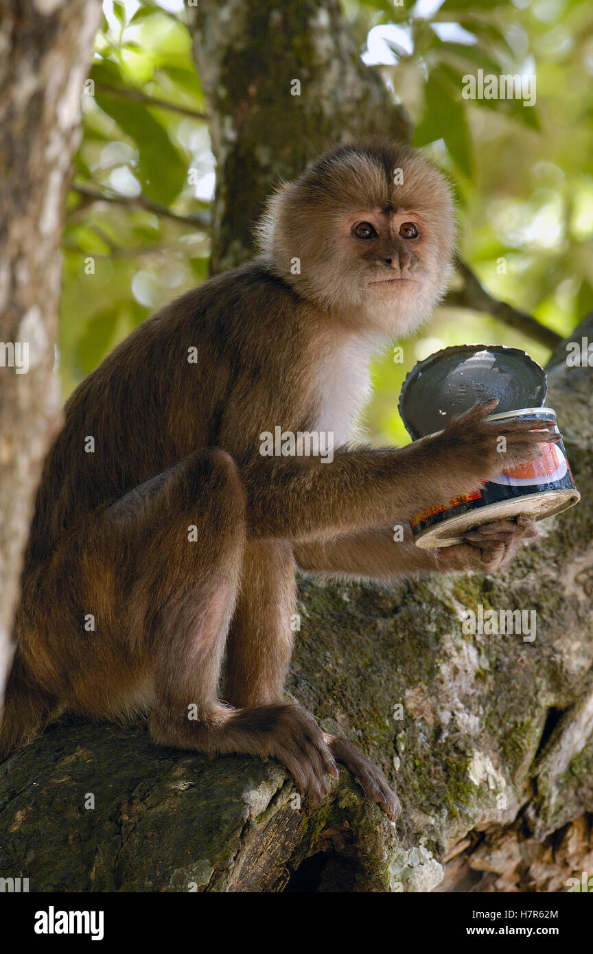 White-fronted Capuchin (Cebus albifrons) holding food can, Puerto ...