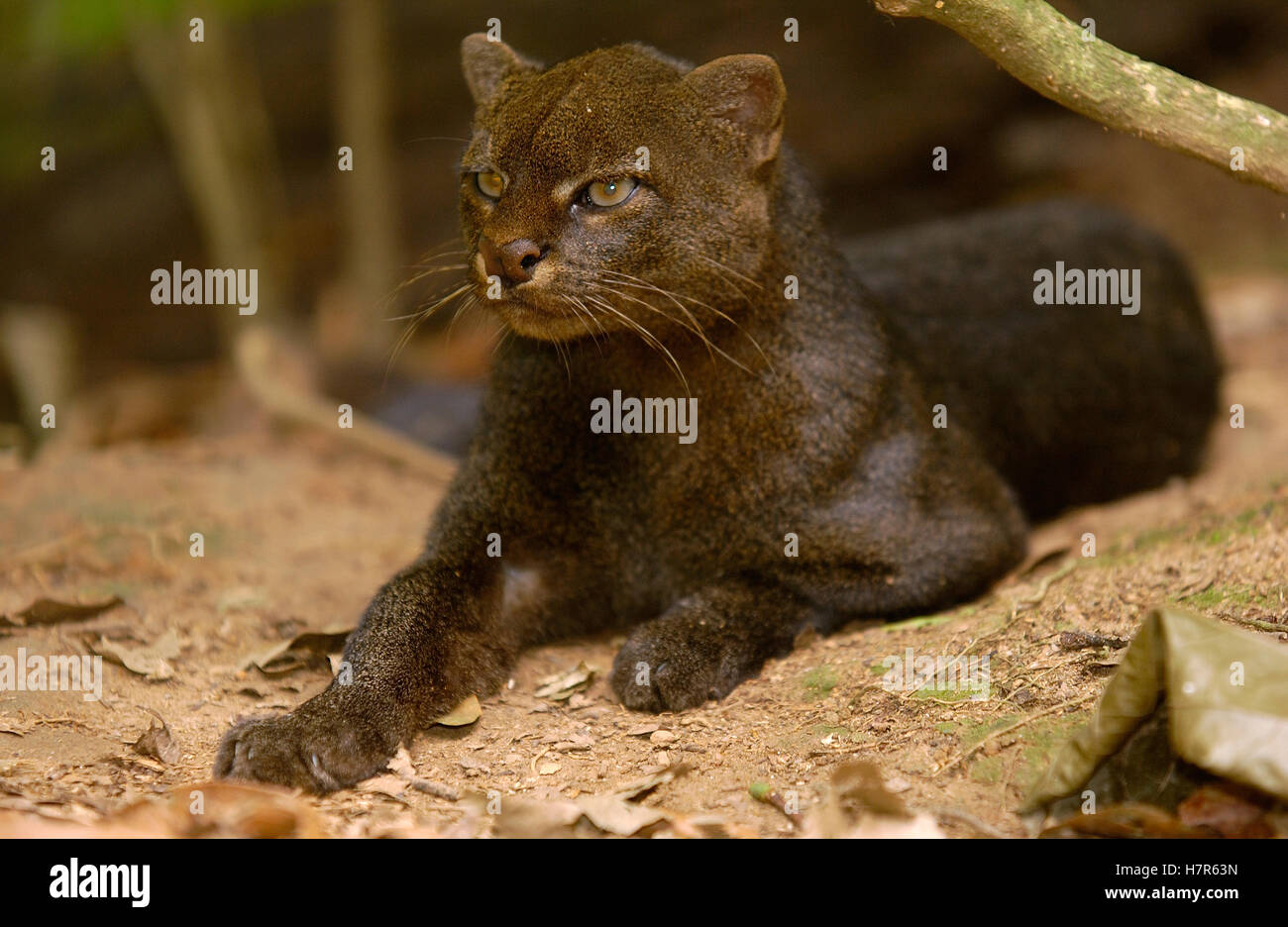 Jaguarundi (Puma yagouaroundi), Amazon Rainforest, Ecuador Stock Photo -  Alamy