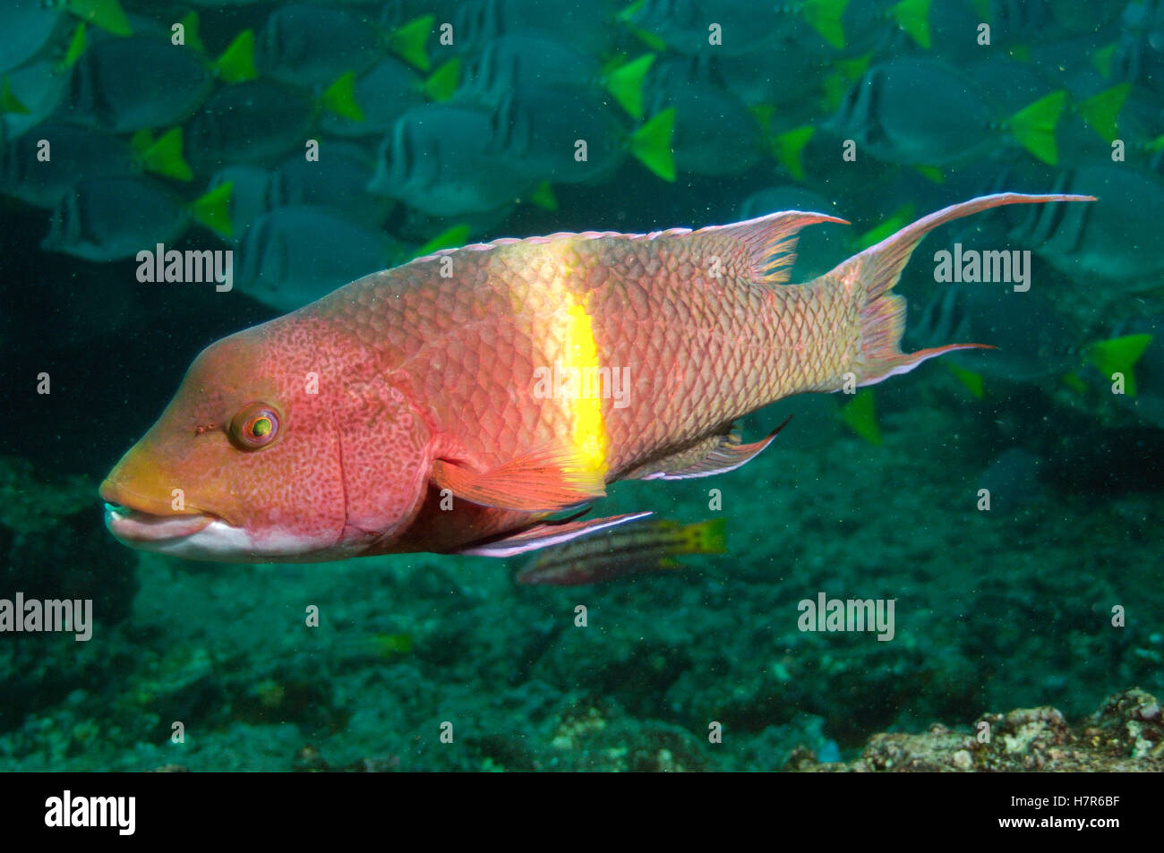 Streamer Hogfish (Bodianus diplotaenia) terminal male, Galapagos