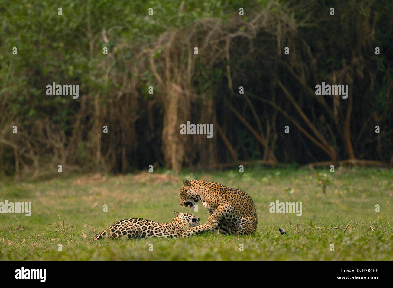 \ud83d\udd25 Jaguar mating pair seen at the Floresta Nacional de Caraj\u00e1s ...