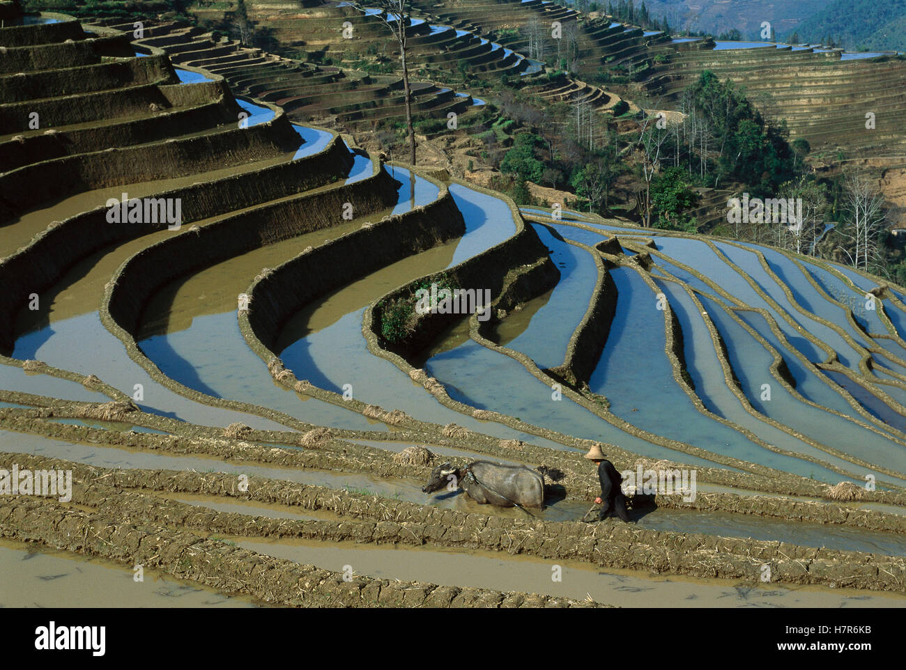 Farmer and buffalo in 3000 year old Yuanyang grand terraces, built by