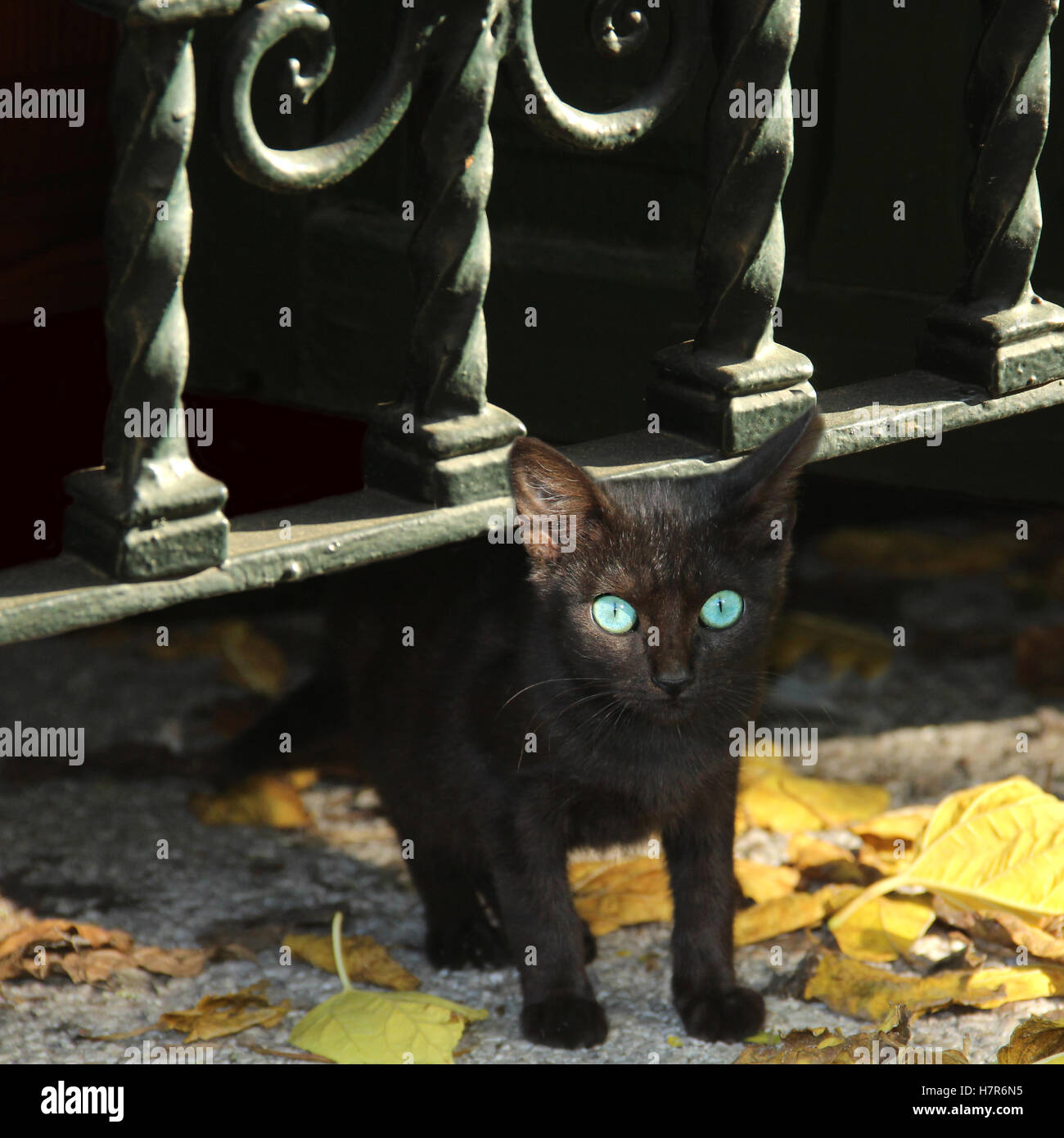 Black kitten with blue eyes hires stock photography and images Alamy