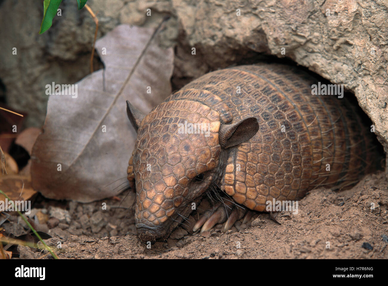 Yellow Armadillo (Euphractus sexcinctus) exiting burrow, Cerrado