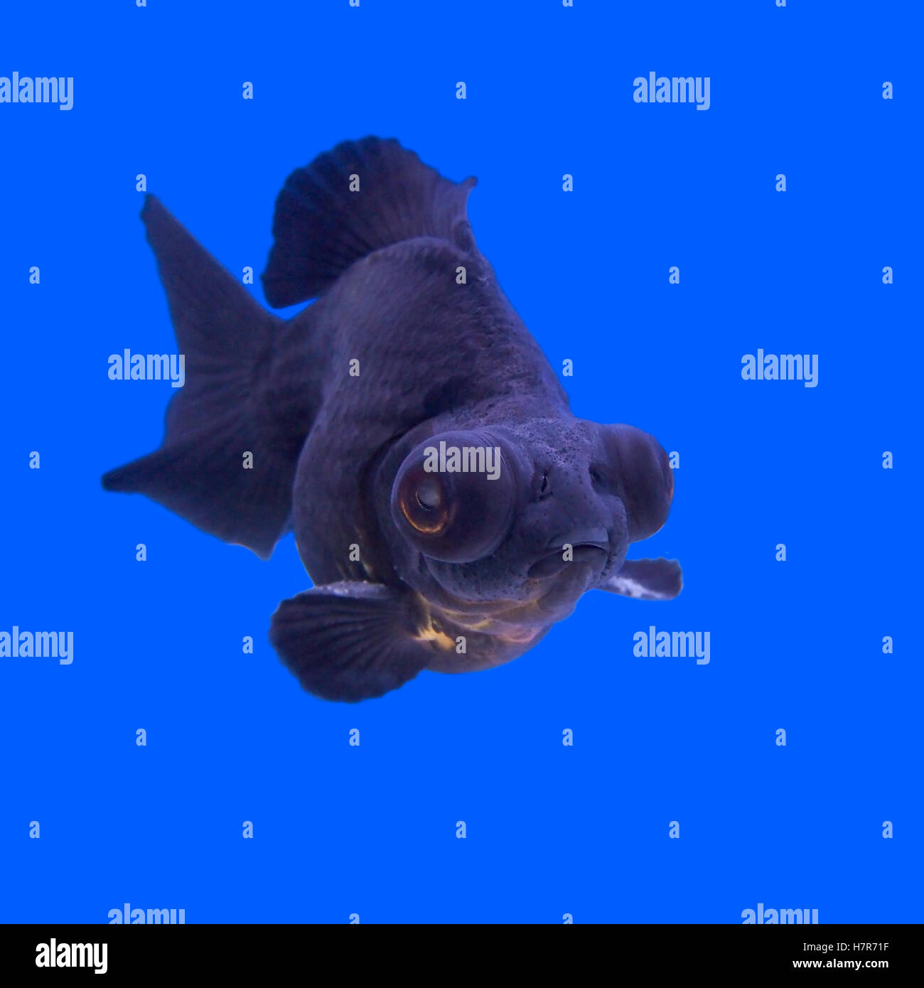 beautiful black moor goldfish in the aquarium Stock Photo Alamy