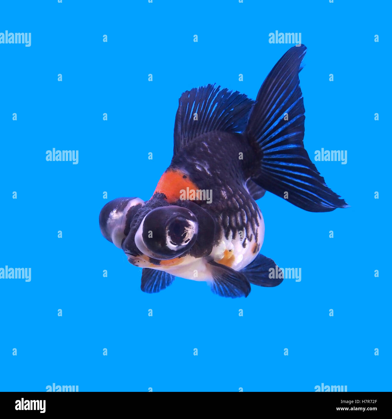 Black and gold best sale goldfish
