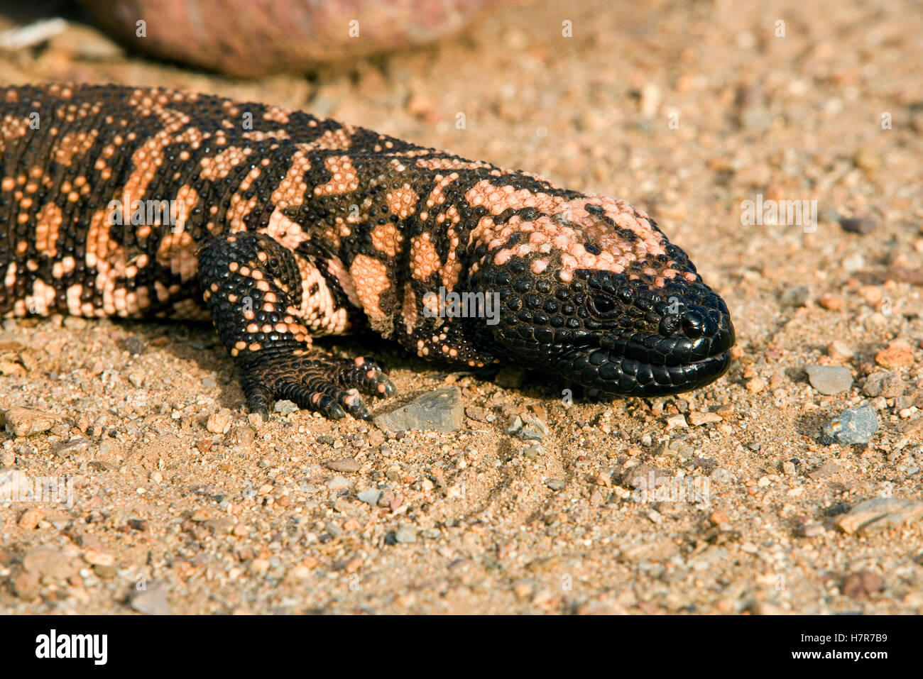 Gila Monster (Heloderma suspectum), Sonoran Desert, Arizona Stock Photo ...