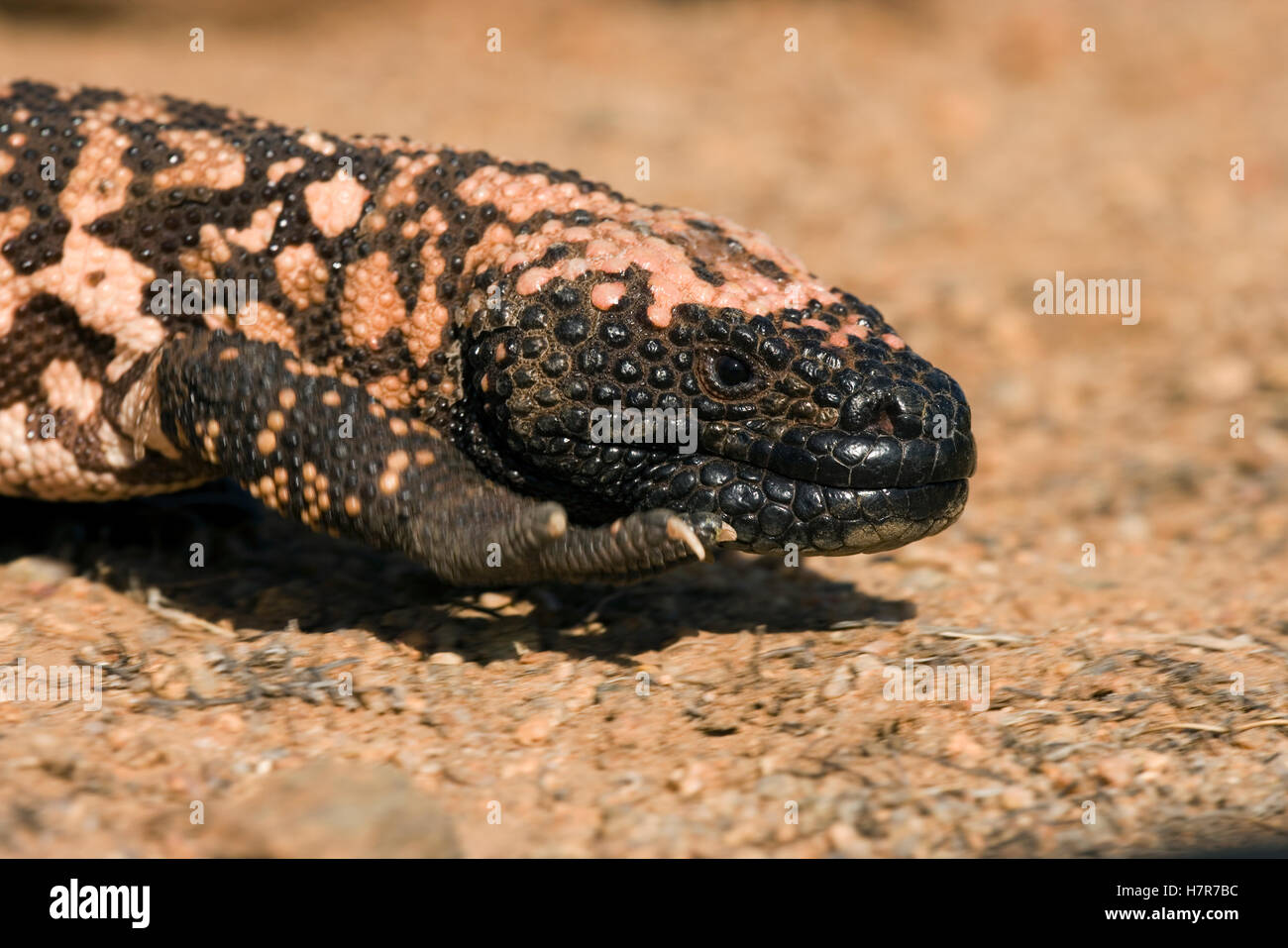 Gila Monster (Heloderma suspectum) walking, Sonoran Desert, Arizona ...