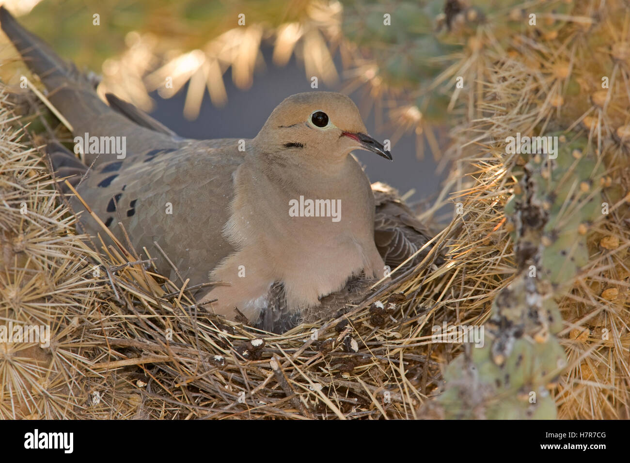 Mourning Dove (Zenaida macroura) female brooding chicks on nest, Santa ...