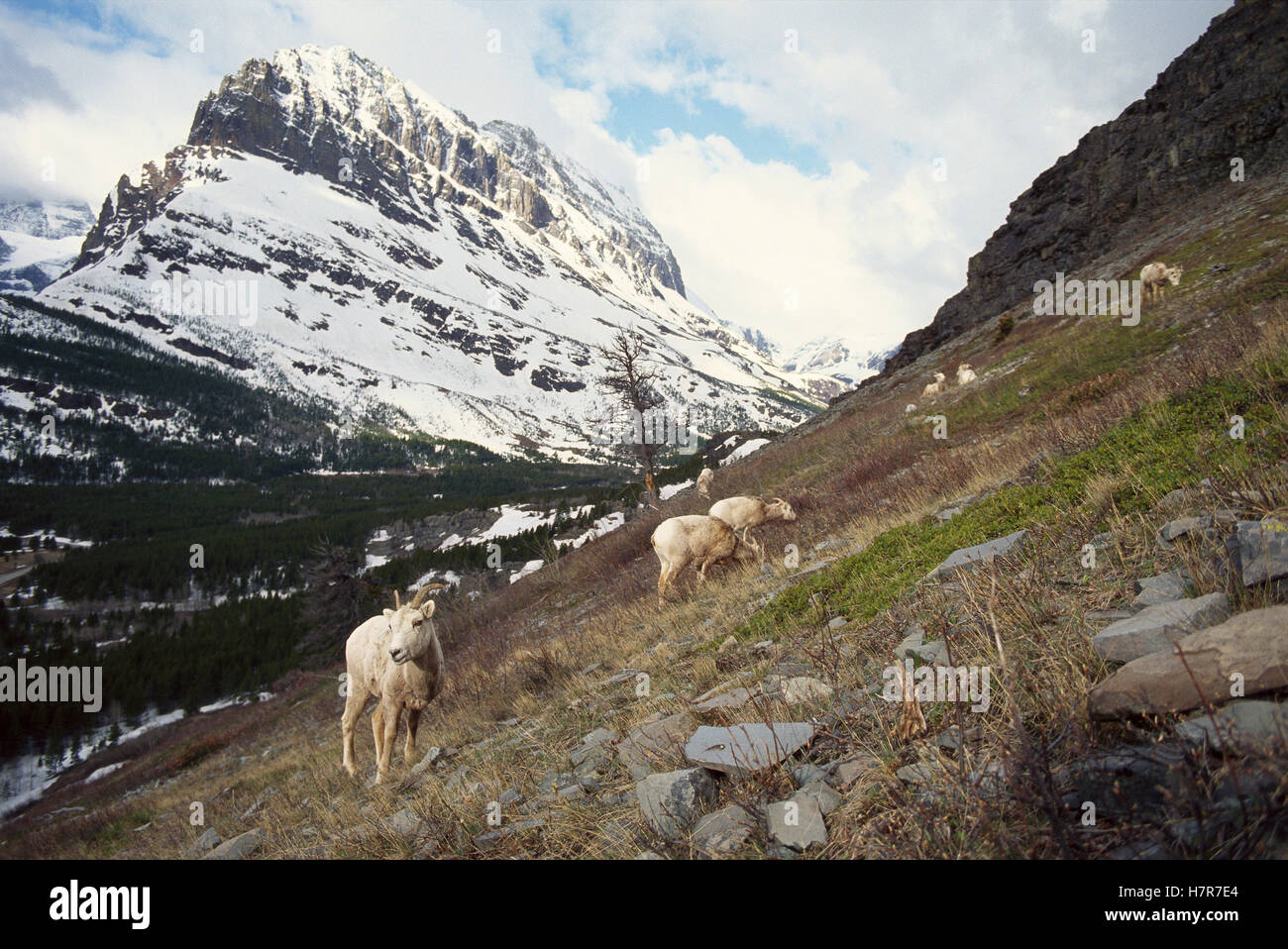 Bighorn Sheep (Ovis canadensis) herd on mountain slope, Rocky Mountains ...