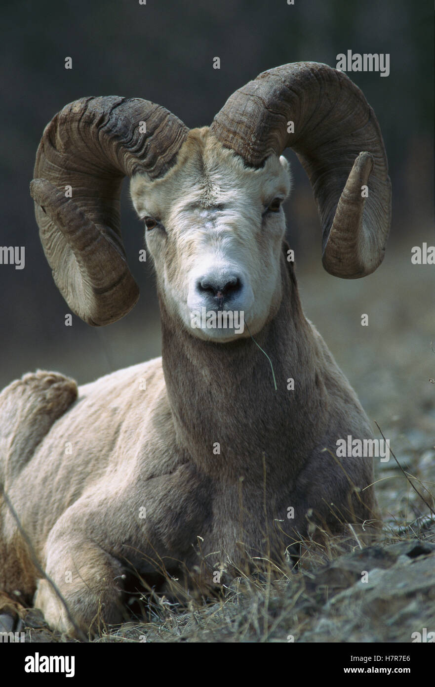 Bighorn Sheep (Ovis canadensis) portrait of resting male, Rocky ...