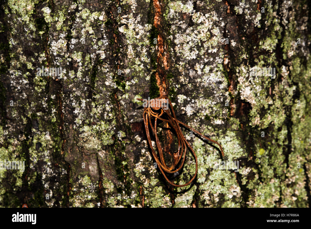 old wood tree bark texture with green moss, tree bark, bark photo, bark