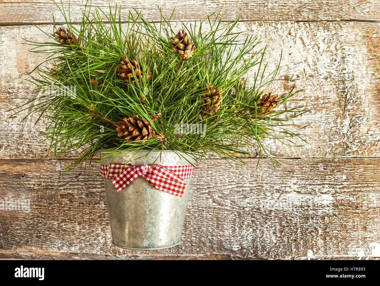 как дольше сохранить ветки сосны. еловая, пихтовая, сосновая лапы. банка с еловыми ветками. как дольше сохранить ветки сосны. схема еловой ветки.