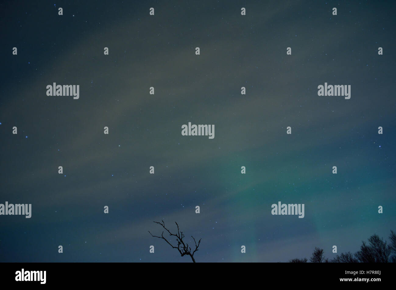 aurora borealis on night sky over tree tops Stock Photo - Alamy