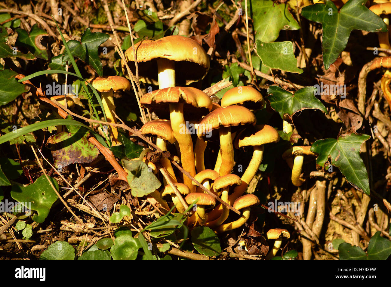 Toadstools, sizes 1 to 3 inches (2.5 to 8cm) in a group, clustered in a Devon Hedge Stock Photo