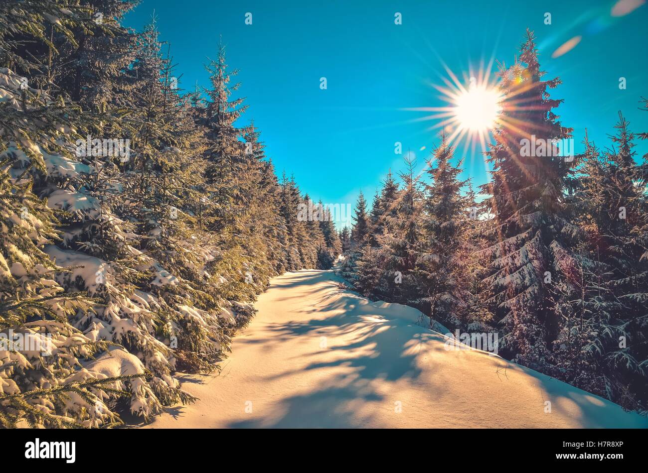 Winter mountain landscape. The sun on a mountain trail. Stock Photo