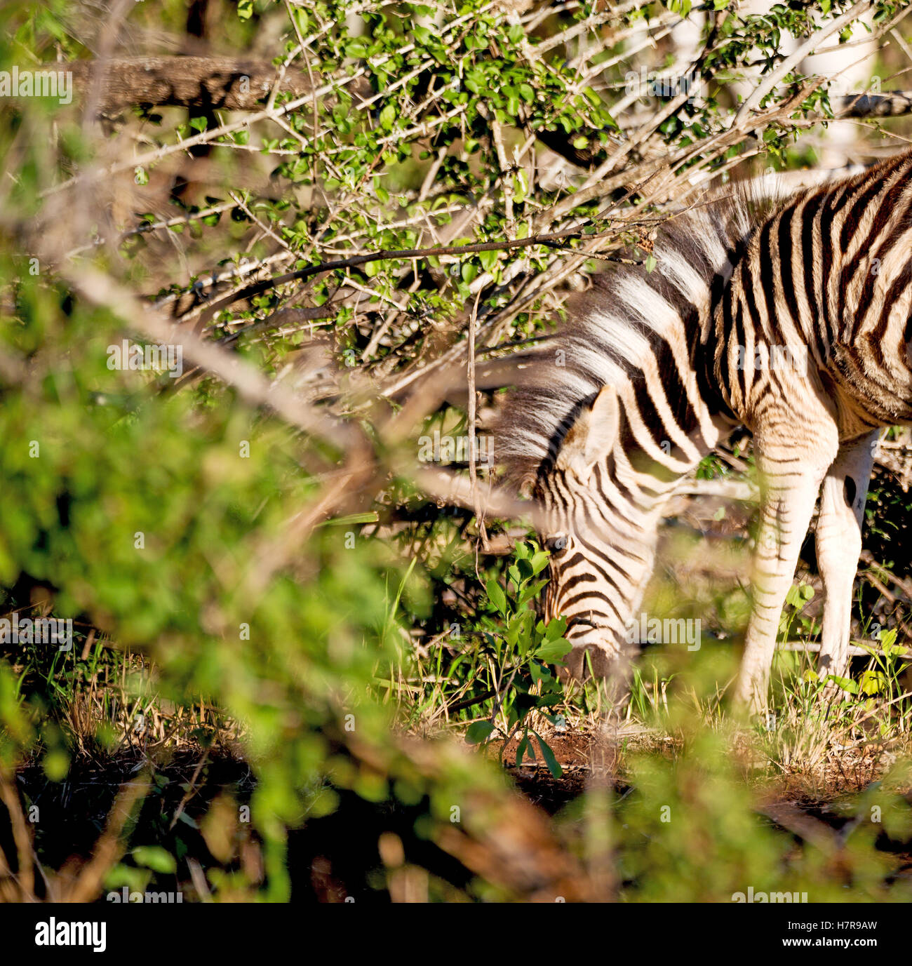 blur in south africa mlilwane wildlife nature reserve and wild zebra Stock Photo Alamy