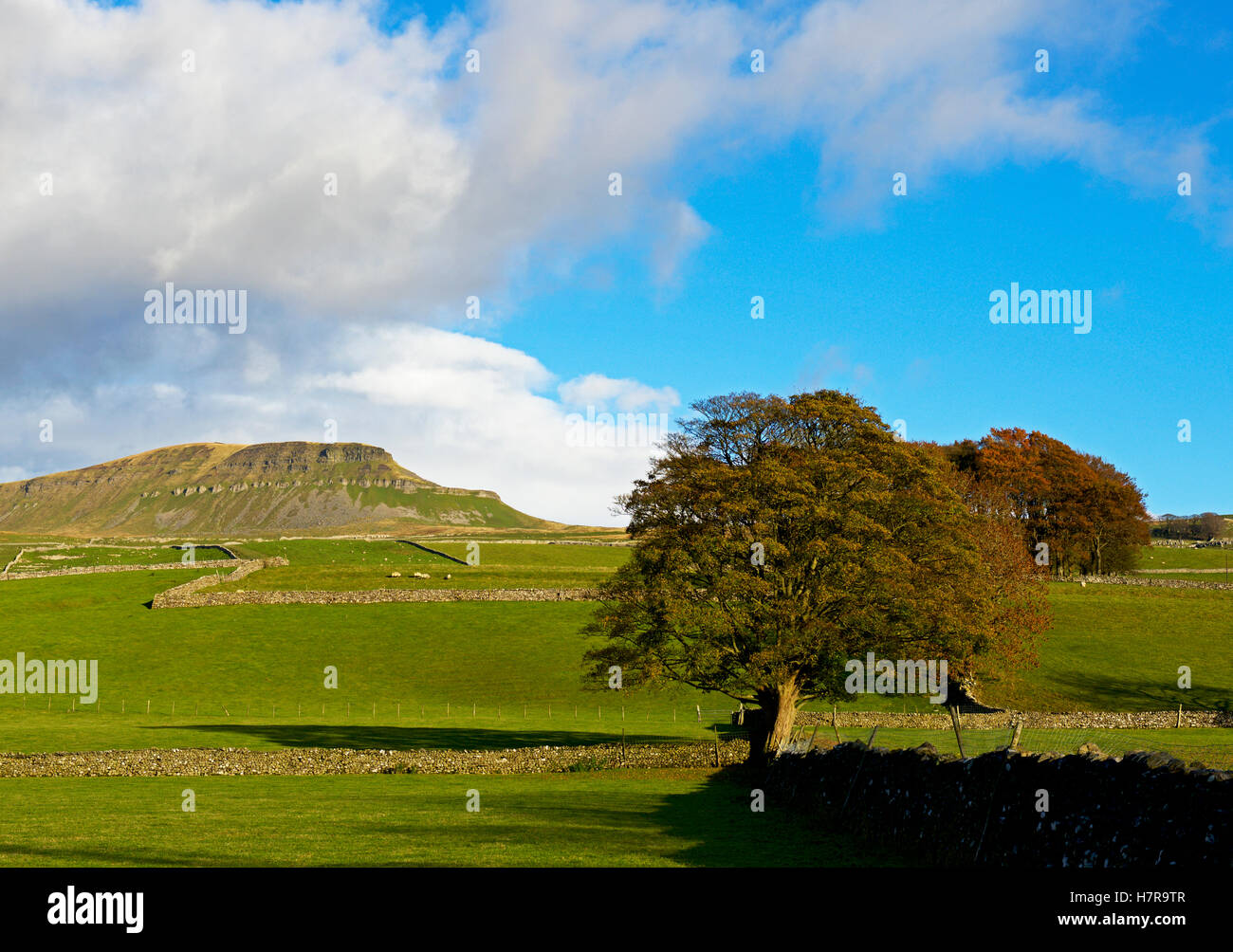 Pen-y-ghent, one of Yorkshire's Three Peaks, Yorkshire Dales National Park, North Yorkshire, England UK Stock Photo