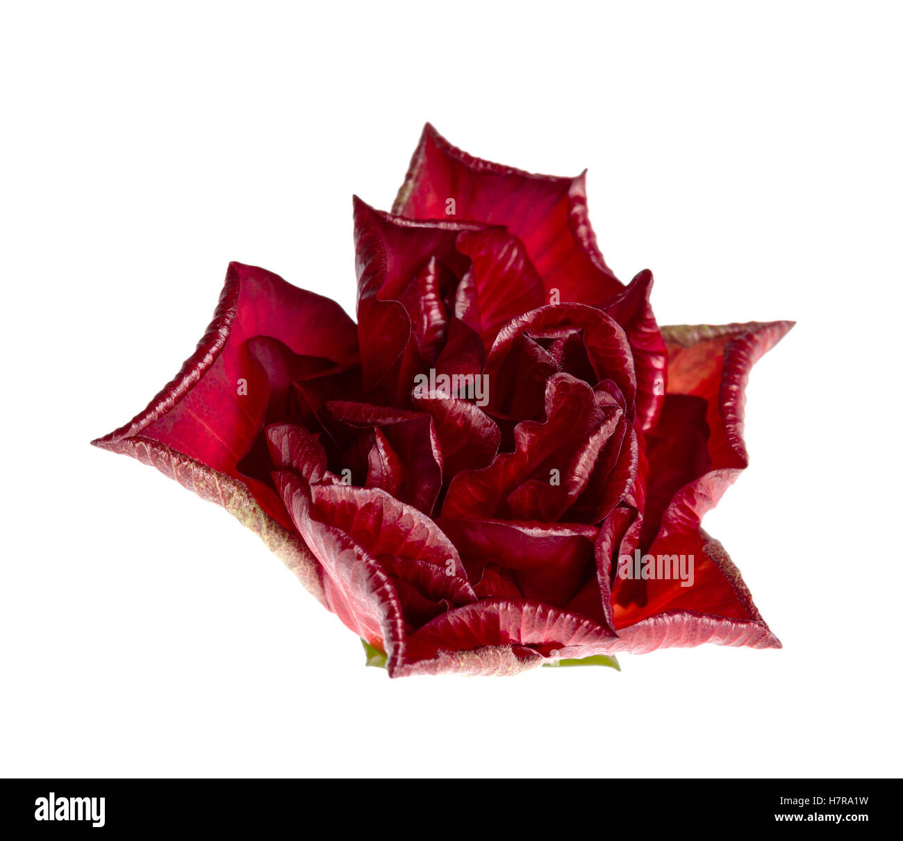 A single red rose isolated on white background Stock Photo Alamy