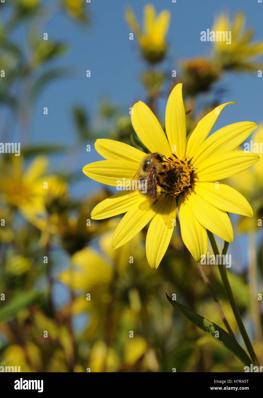 A honey bee (Apis mellifera) forages on a yellow flower. Henfield, Sussex, UK. Stock Photo