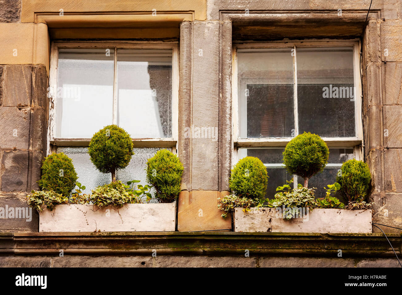 Image of window boxes with green plants. Edinburgh, Scotland Stock Photo Alamy