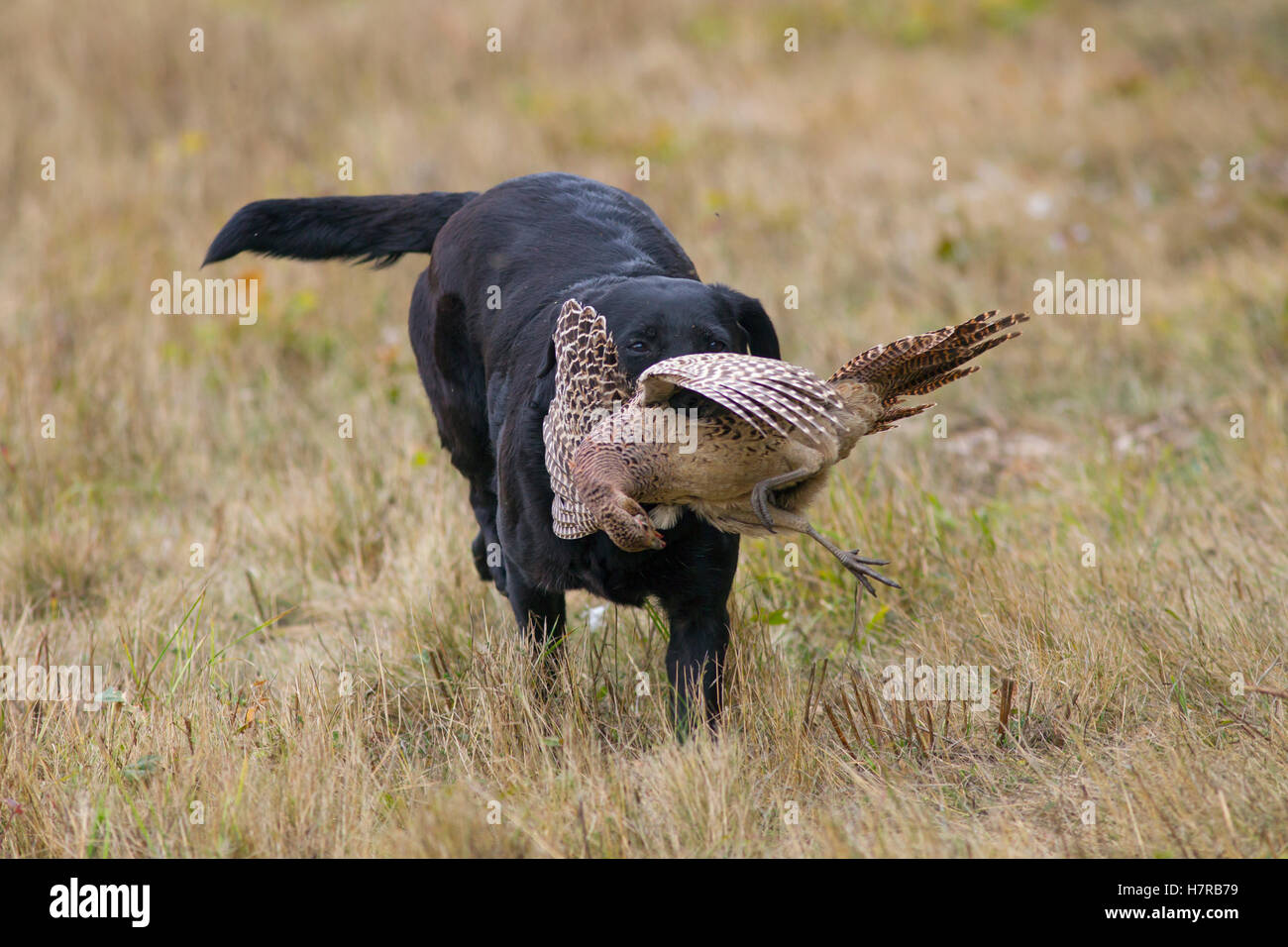 Black Labrador retrieving partridge on game shoot in Norfolk mid November Stock Photo