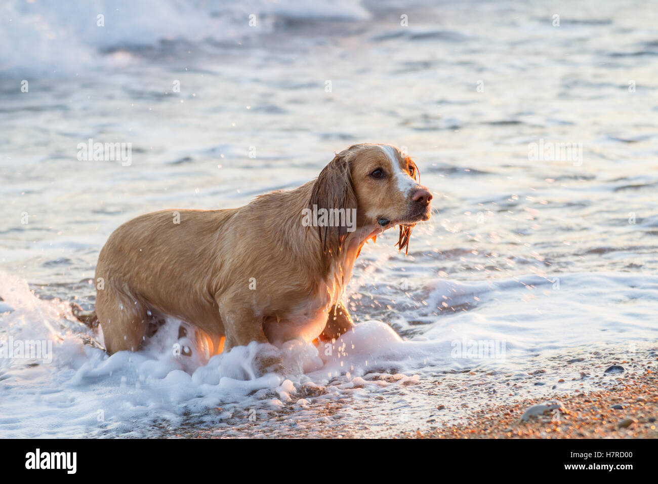 pet dog playing sticks on pebble beach Stock Photo Alamy