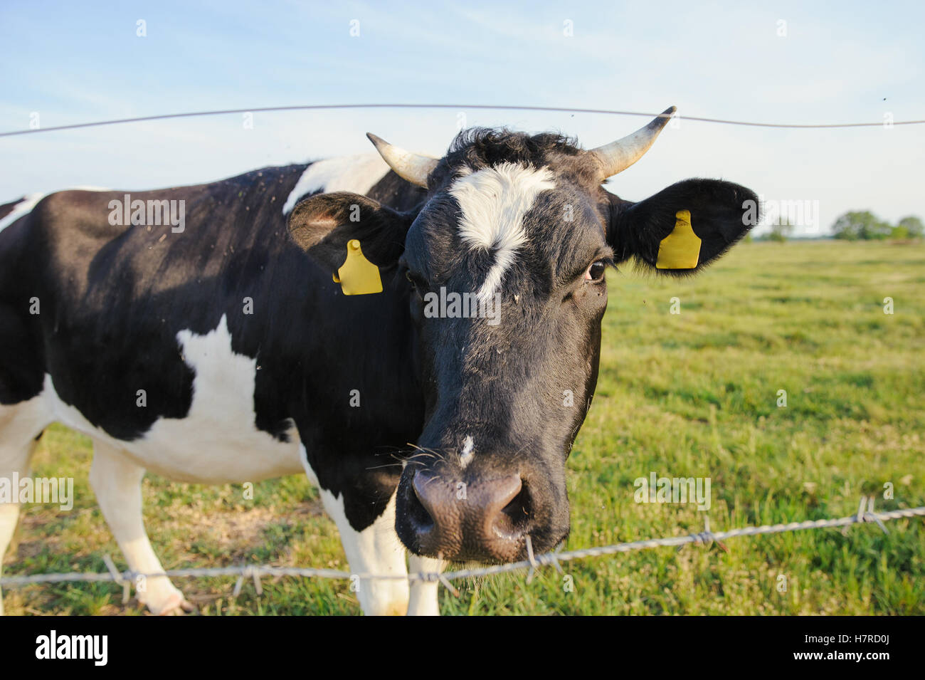 Spotted Black and White Holstein Cattle Grazing in a Green Field Stock ...