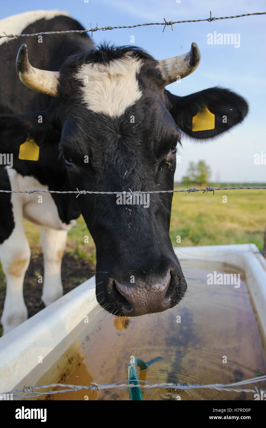 Spotted Black and White Holstein Cattle Grazing in a Green Field Stock ...