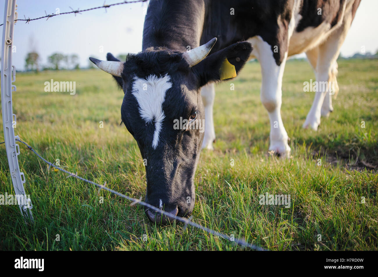 Spotted Black and White Holstein Cattle Grazing in a Green Field Stock ...