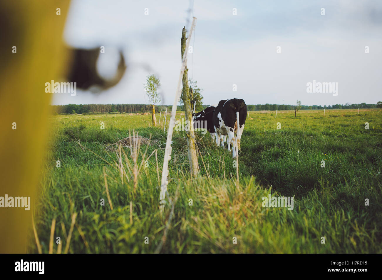 Spotted Black and White Holstein Cattle Grazing in a Green Field Stock ...