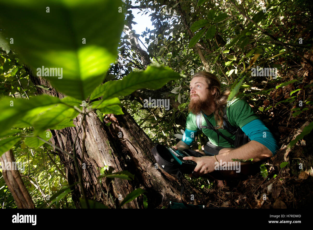 South Island kokako chaser Geoff Reid changing the batteries on a sound recording device, Nelson, New Zealand Stock Photo