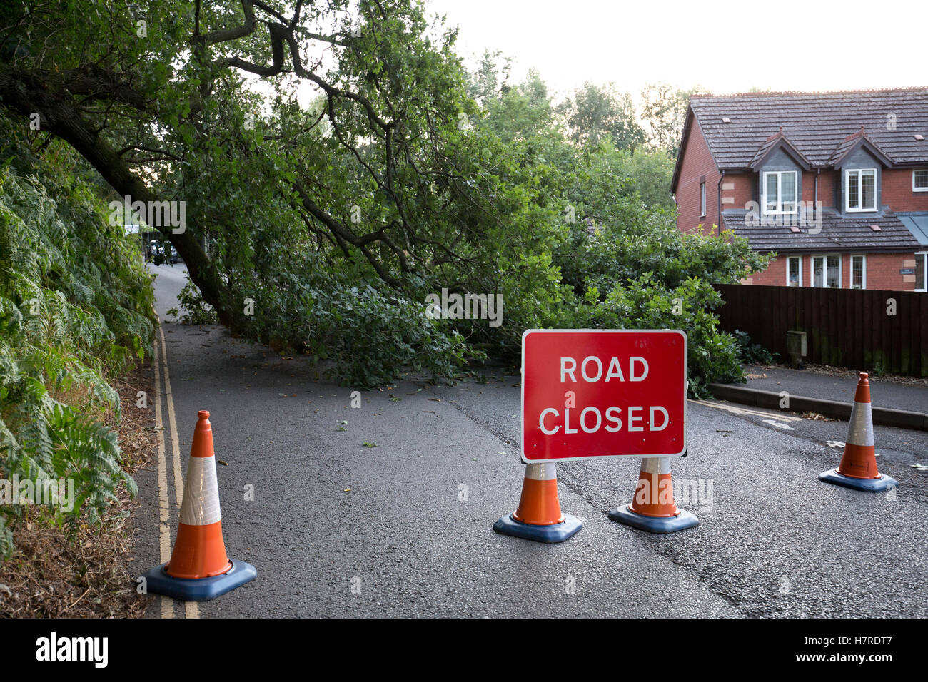 Road closure due to fallen Oak tree at Stanley Lane junction with Brook