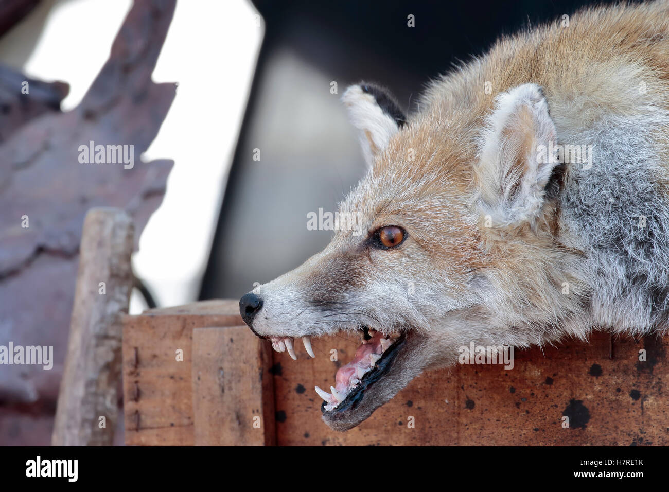 foreground of the head of a dissected fox Stock Photo - Alamy