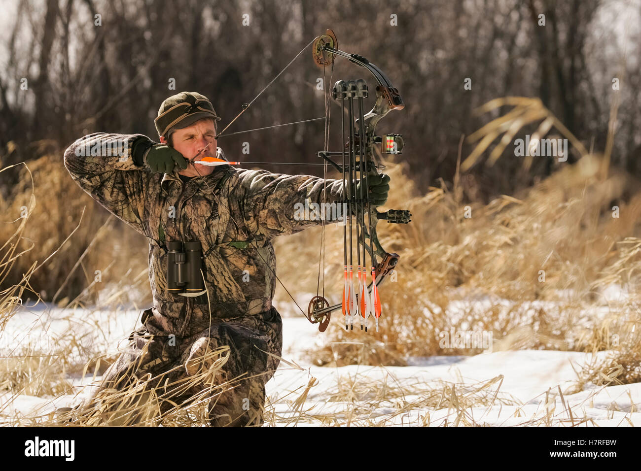 Bowhunter Draws Bow hunting for Whitetail deer Stock Photo
