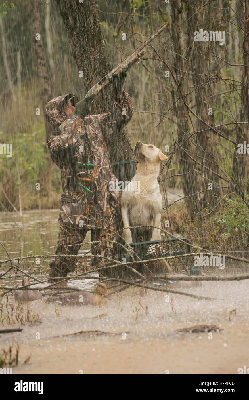 Hunter aiming at waterfowl while standing in flooded timber with yellow lab Stock Photo