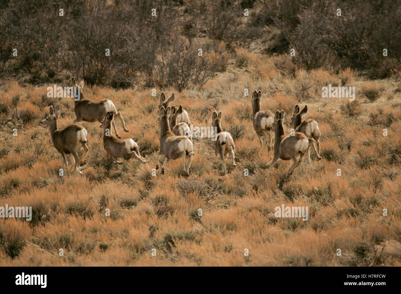 Mule Deer Herd Stock Photo